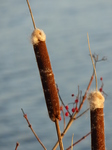 FZ024923 Narrowleaf cattail (Typha angustifolia) at sunset.jpg